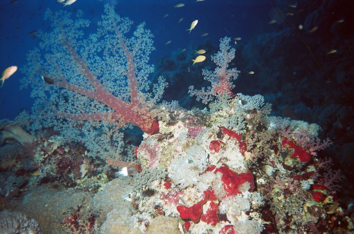 ../Images/104 Lederkoralle.jpg